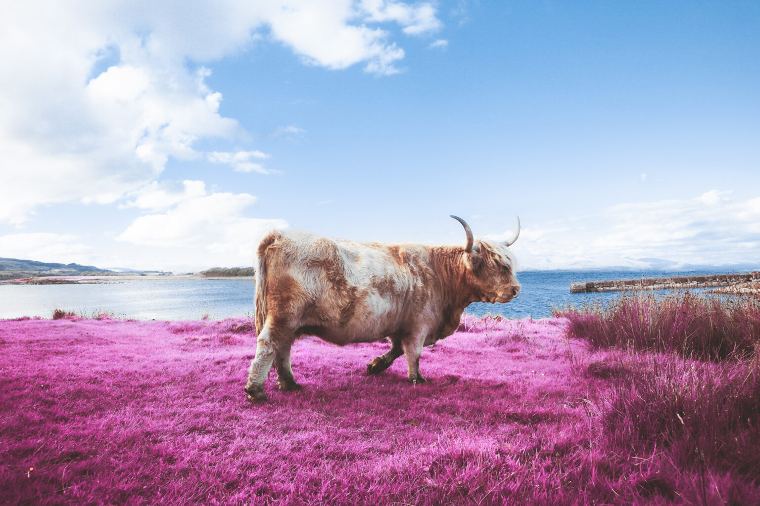 Kodak Cow - Augustin Cross